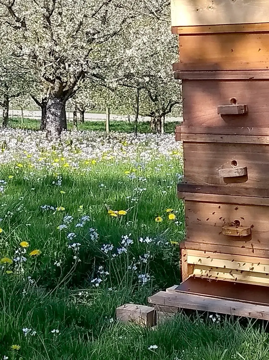 Bienenstock