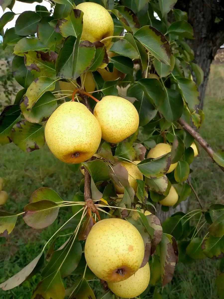 Birnen