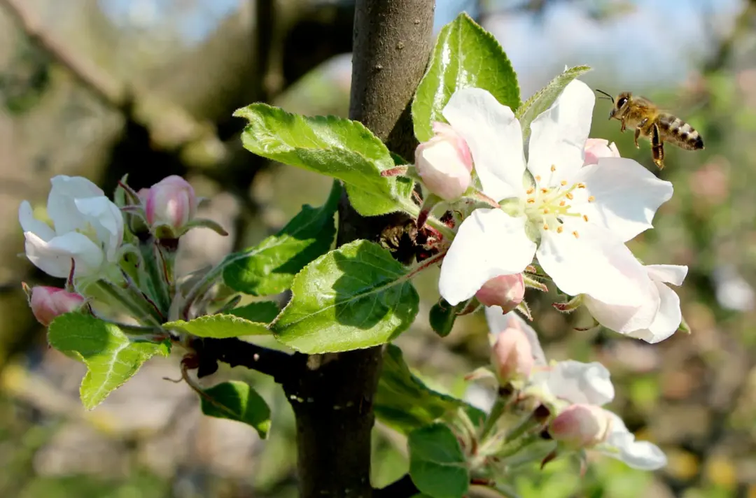 Blüte und Biene