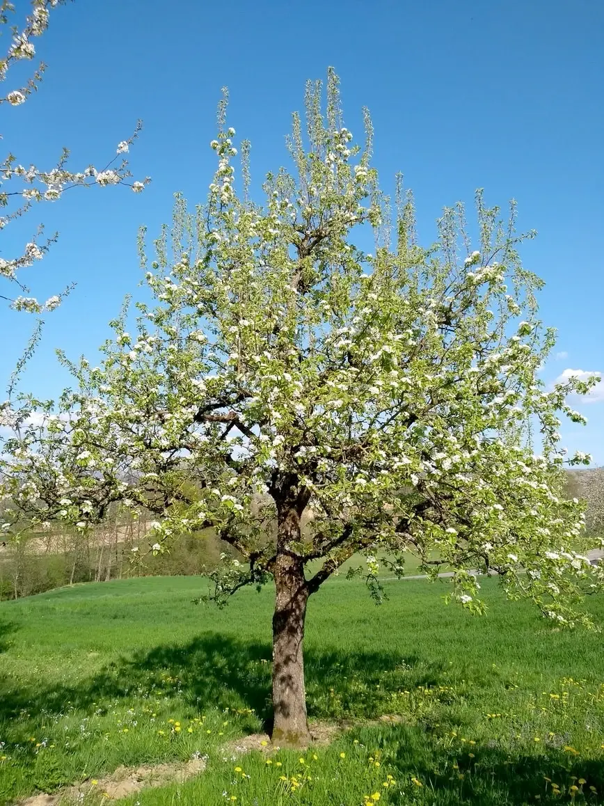 Blütender Baum