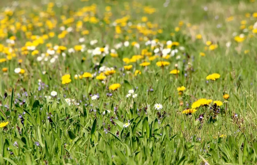 Blumenwiese