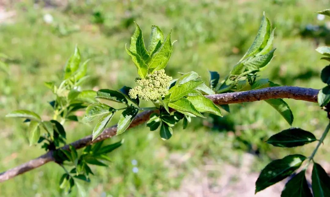 Frühe Blüten
