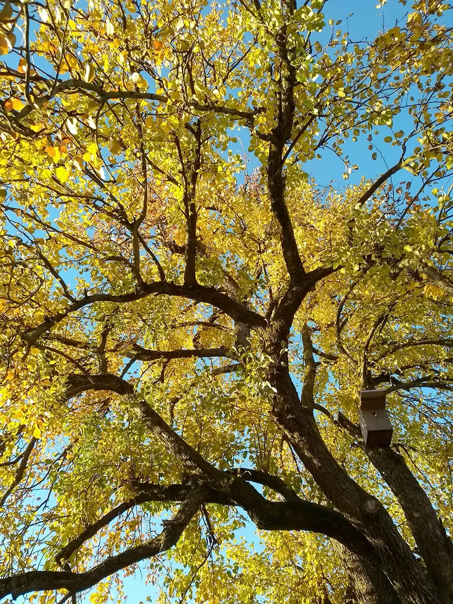 Gelber Baum
