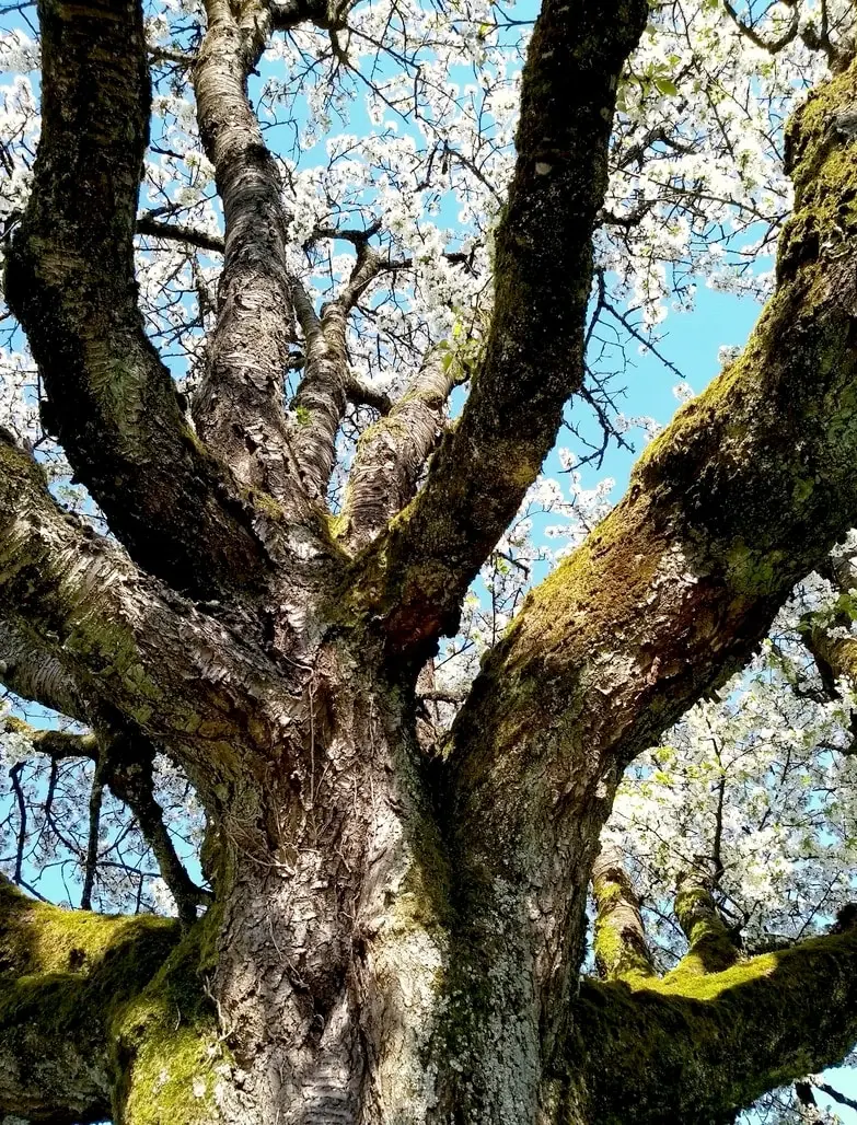 Kirschbaum