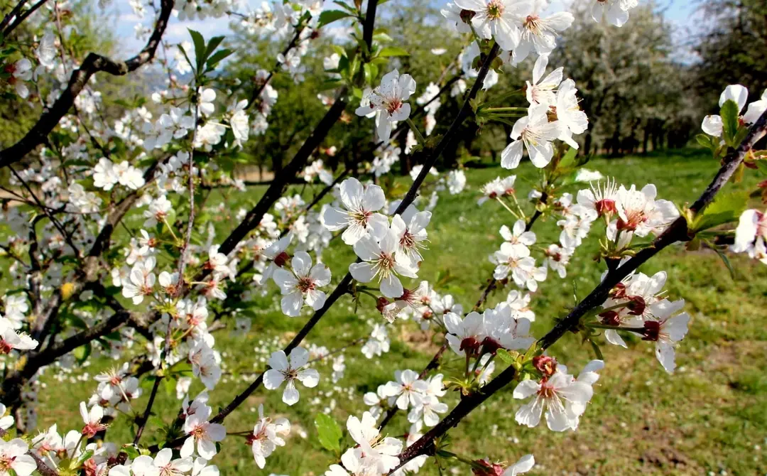 Kirschblüten