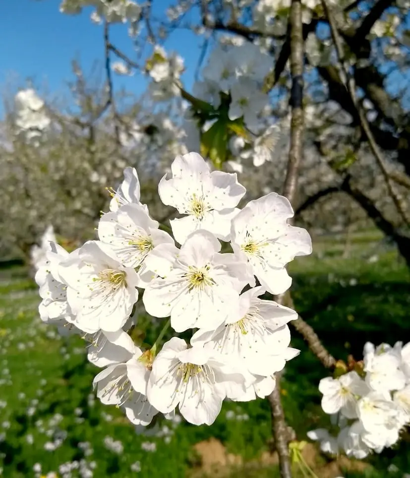Kirschblüten Close Up