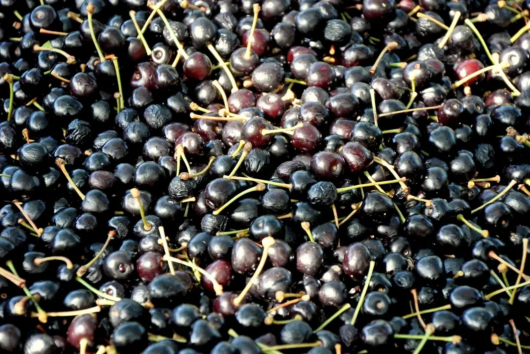 Kirschen Ernte