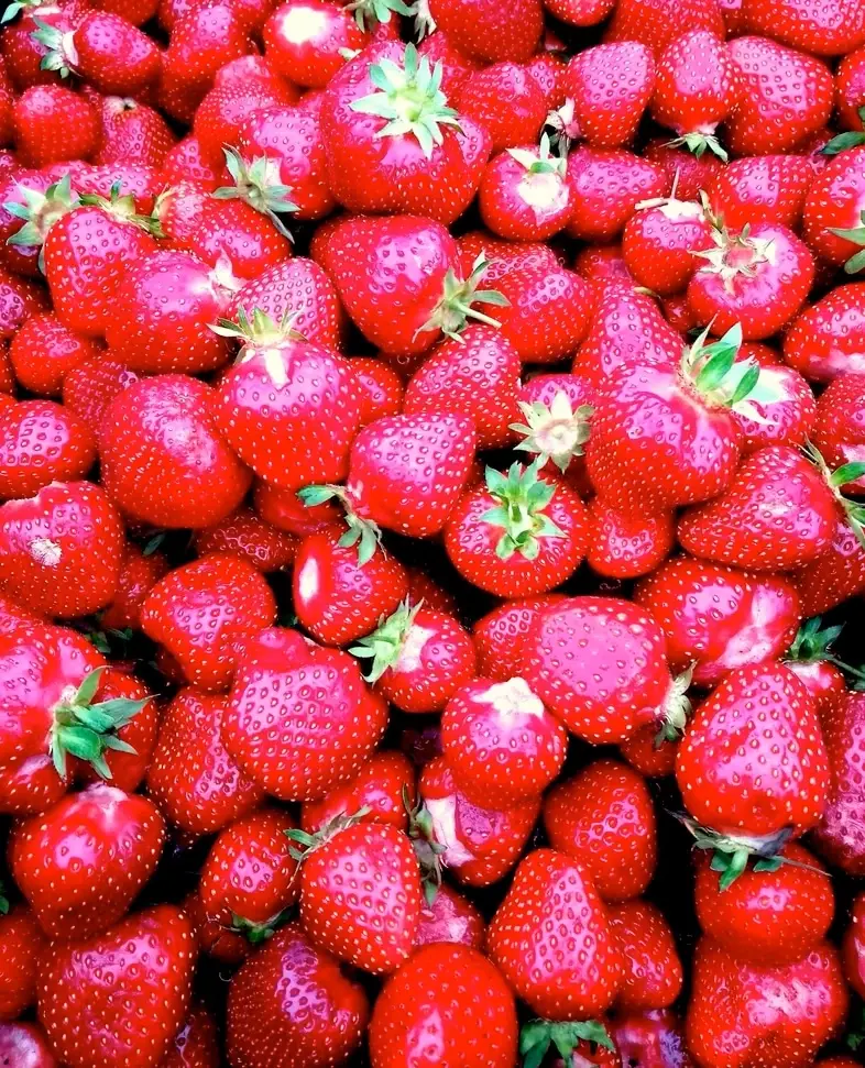 Erdbeere 2