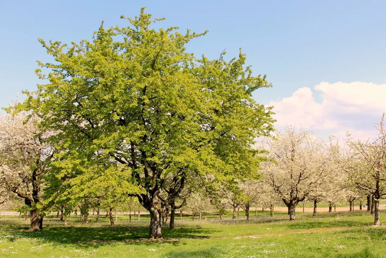 Heidewälder Kirsche 3