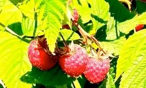 Himbeere 1