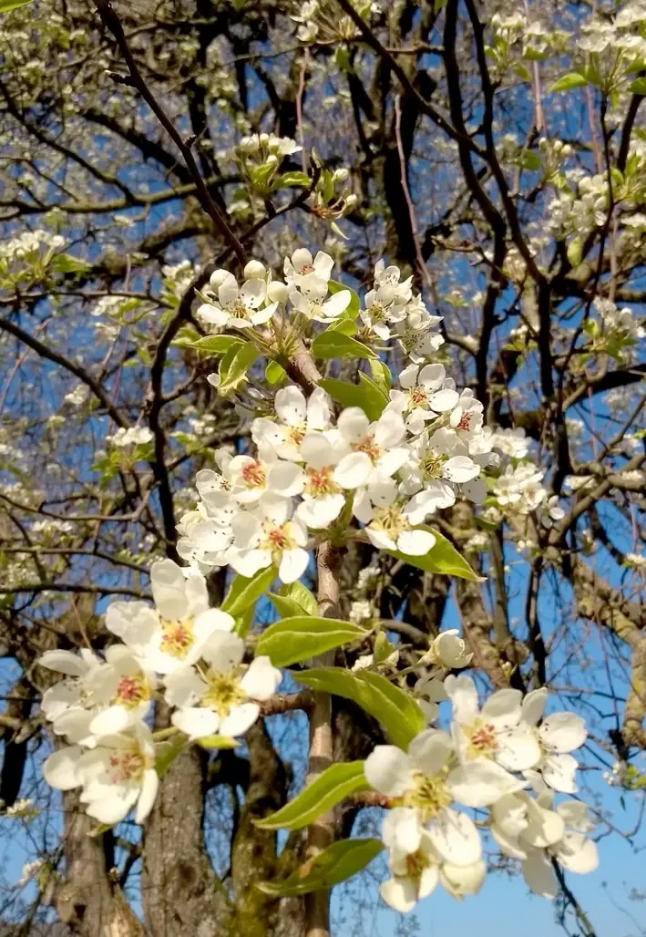Jaköble Birne 1