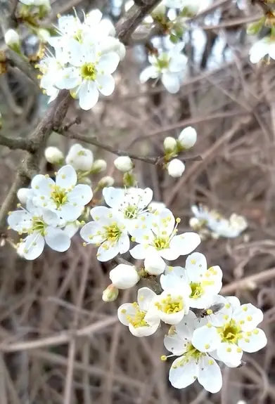 Schlehe 2