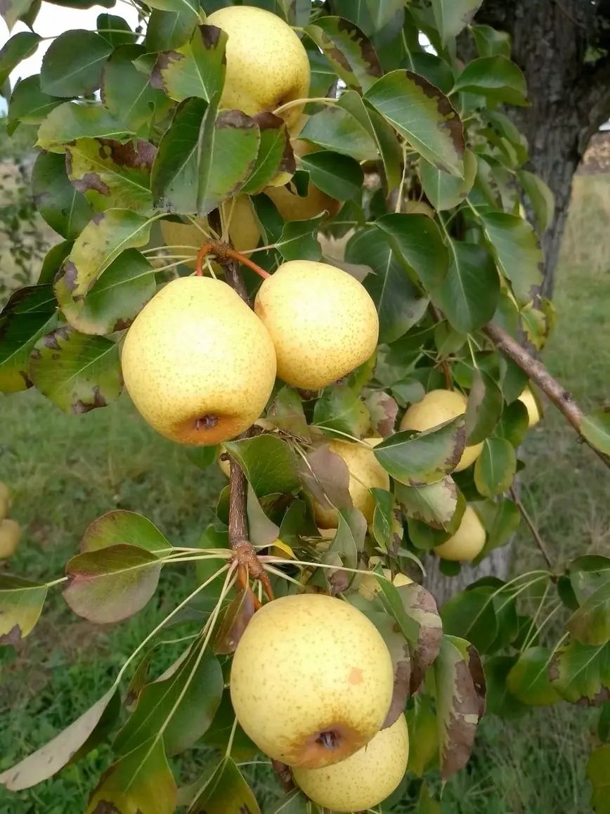 Wahlsche Schnapsbirne 1